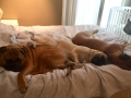 Hera, SIlja, Cleo mars 2018