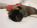 Cleo _3 _dgr