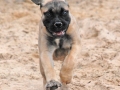 Lotta 12 weeks (2)