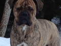 Svea 5 year