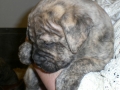 Svea 6 weeks